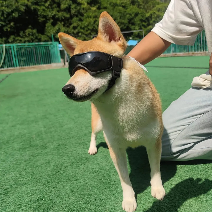 "Puppy Shades: Dog Goggles! 🐾🕶️"